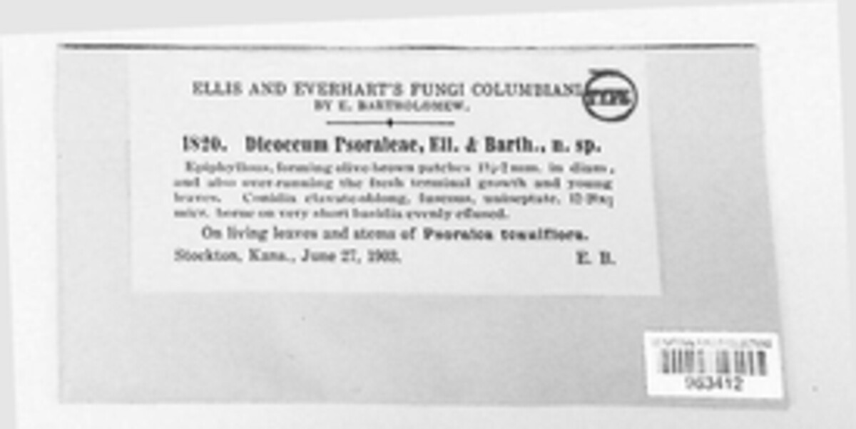 Fusicladium psoraleae image